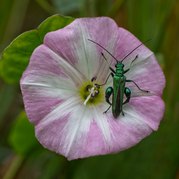 Mike Moore - Green beetle